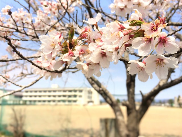 桜